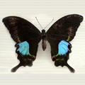 Paris peacock Papilio paris-1